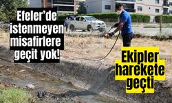 Efeler’de istenmeyen misafirlere geçit yok! Ekipler harekete geçti
