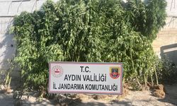 Efeler’de jandarma baskını! Evden 250 kök çıktı