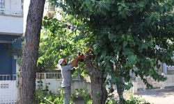 Nazilli’de sonbahar mesaisi başladı