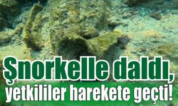 Şnorkelle daldı, yetkililer harekete geçti!