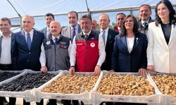 Bakan Yumaklı Aydın’da incir hasadına katıldı! Rekolte beklentisini açıkladı