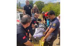 Nazilli’de yaşlı kadın ceviz toplamak isterken hastanelik oldu!