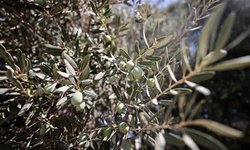 Aydın'da zeytin üreticilerine çok önemli uyarı