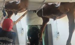 Aydın'da bu da oldu! Çatıdan evin içine dana düştü!