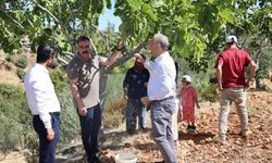 Kaymakam Battal üreticinin yanında