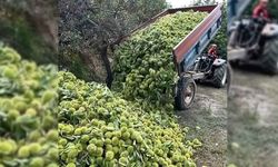 Aydın'da kestane hasadı başladı