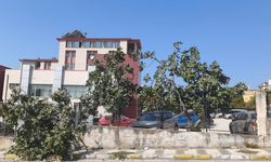Söke’de incirler meyve verdi, hüzünlü türkü geri döndü