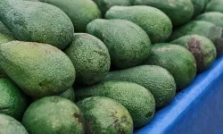 Yeşil altın avokado peynir ekmek gibi satılıyor: Dönüm başı 400 bin TL kazandırıyor