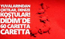 Yuvalarından çıktılar, denize koştular! Didim’de 60 caretta caretta