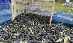 Aydın'da ne kadar zeytin üretiliyor? İşte tarım arazilerindeki o rakamlar