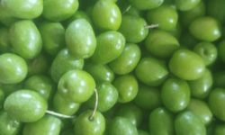 Bozdoğan'da zeytin fiyatlarına tepki