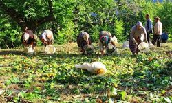 Nazilli’de kestane üreticisinin beklediği haber geldi