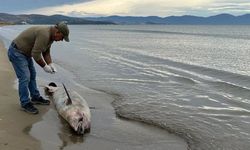Kuşadası Körfezi’nde peş peşe ölümler!
