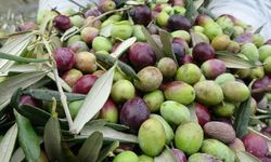 Aydın'da zeytin hasadı krizle başladı: Maliyeti 104 lira olan ürün tarlada 15 liraya düştü