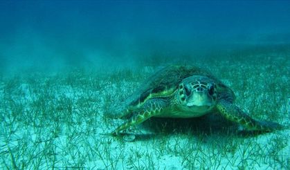 Tatilcilerin gözüne takıldı: Aydın kıyılarında caretta caretta sürprizi