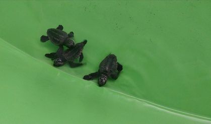 Muğla'daki İztuzu Sahili'nde 350 caretta caretta yavrusu denizle buluştu