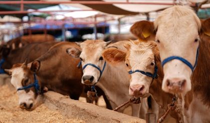 Türkiye'de şap hastalığıyla mücadele için seferberlik başlatıldı