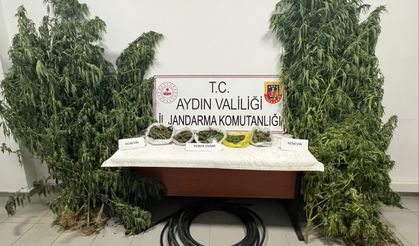 Köşk’te kenevir operasyonu: 1 Kilo 300 gram esrar ele geçirildi