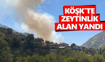 Köşk’te zeytinlik alan yandı