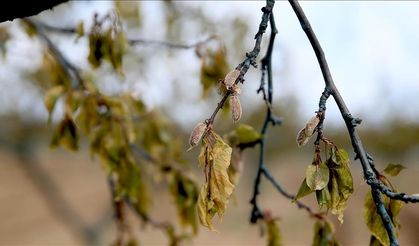 Zirai dondan etkilenen çiftçilere destek