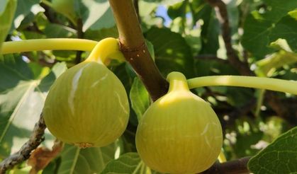 Kuyucak’ta çoklu satış: İki incir bahçesi ve bir arsa satışta