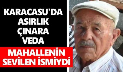 Karacasu'da asırlık çınara veda