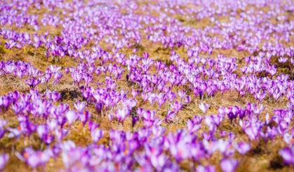 Altından bile daha değerli! 3 kilosu bir daire diyor