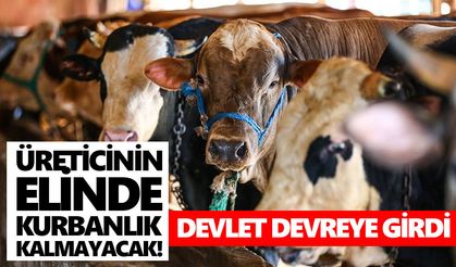 Üreticinin elinde kurbanlık kalmayacak! Devlet devreye girdi