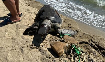 Vicdansızlığın böylesi: Yüzgecine taş bağlanan deniz kaplumbağası ölü bulundu