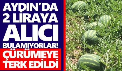 Aydın’da 2 liraya alıcı bulamıyorlar! Çürümeye terk edildi