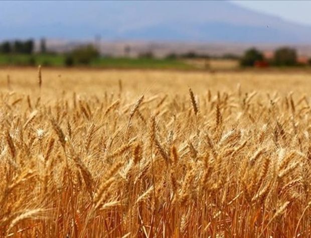 Türk buğday sektörü için kapsamlı yol haritası geliştirildi