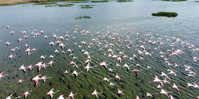 Eber Gölü flamingolarla hareketlendi