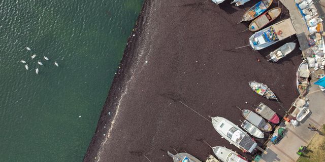 İzmir Körfezi'nde deniz yosunu yayılımı sürüyor