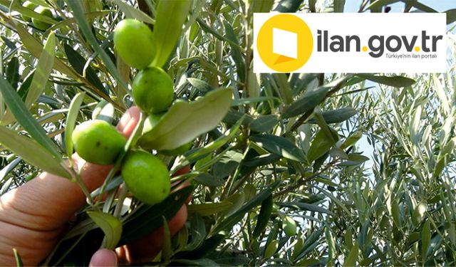 Aydın Çine’de 24 bin m² zeytinlik mahkemeden satılık