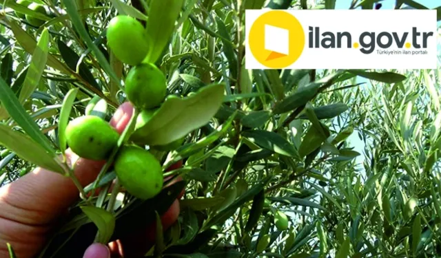 Sultanhisar'daki zeytinlik mahkemeden satılık (çoklu satış)