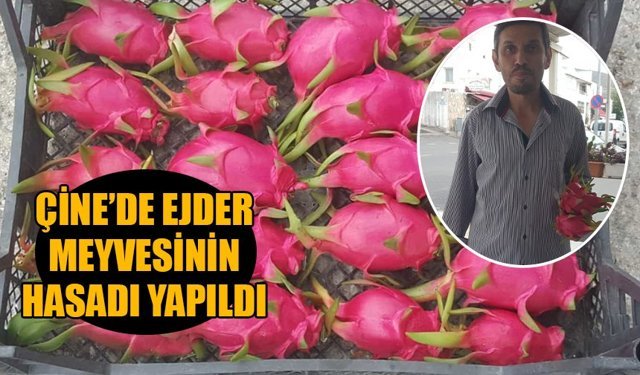 Çine’de Ejder meyvesinin hasadı yapıldı