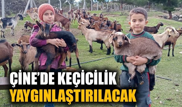 Çine’de keçicilik bilimsel dokunuşlarla geliştiriliyor