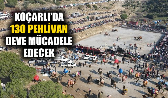 Koçarlı’da 130 pehlivan deve mücadele edecek