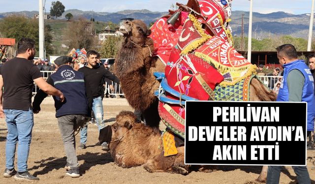 Aydın’da sezonun ilk deve güreşi Karpuzlu’da yapıldı