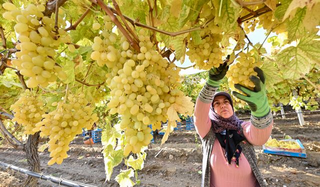 Denizli'de yerel üzüm ırklarının tanıtılması için üzüm şenliği düzenlenecek