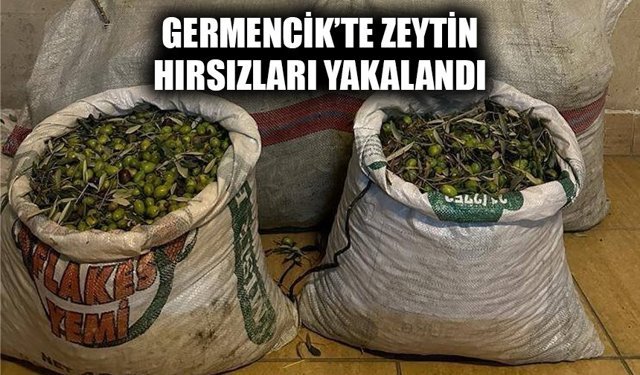 Germencik’te zeytin hırsızları yakalandı