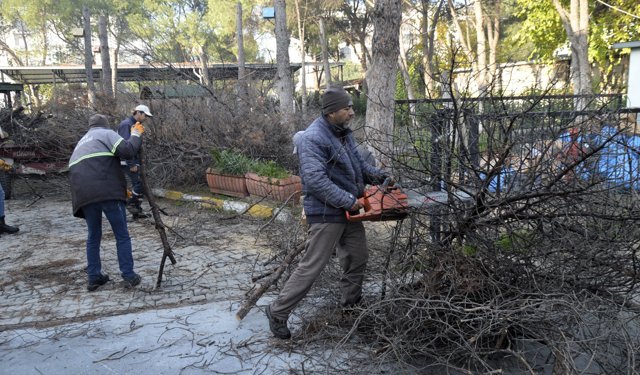 Çine Belediyesi’nde budama mesaisi devam ediyor