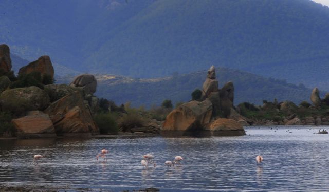 Kuş cenneti Bafa Gölü eski manzarasına kavuştu