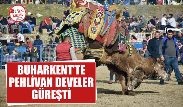 Buharkent’te pehlivan develer güreşti