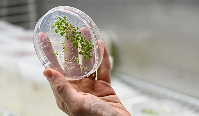 Türk astronot Gezeravcı'nın uzaydaki ilk deneyi uzayda tarım çalışmalarına yön verecek