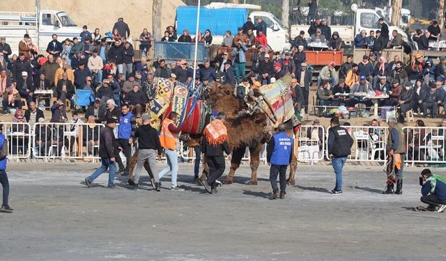 Yılın ilk deve güreşi İncirliova’da yapıldı