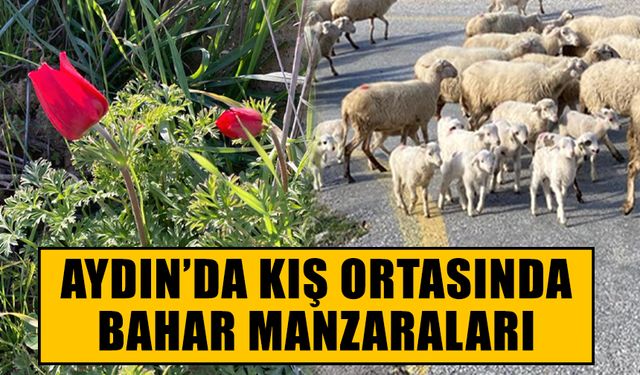 Aydın'da kış ortasında bahar manzaraları