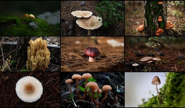 Doğada yetişen mantarlar konusunda doğru bilinen yanlışlar