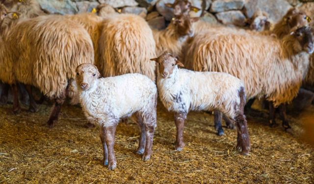 Koruma altındaki Kaçeli koyunları İzmir'deki yaşam parkında yavruladı