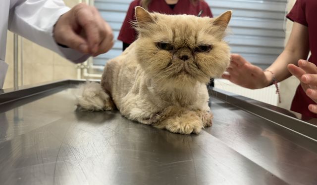 Kedi Garfi, tıkalı kalın bağırsağının bir kısmı alınarak yaşatıldı